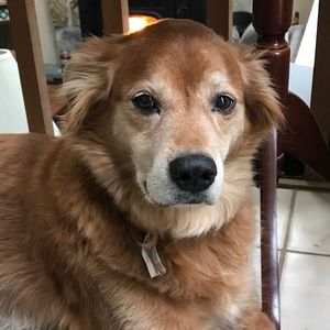 Meet your Posher, Kyra